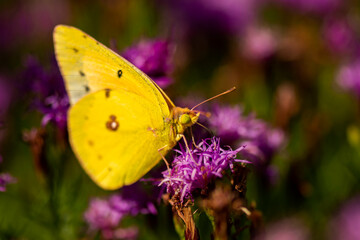 Orange Sulphur Butterfly