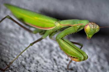 The European mantis (Mantis religiosa) is a large hemimetabolic insect in the family of the Mantidae ('mantids'), which is the largest family of the order Mantodea (mantises).
