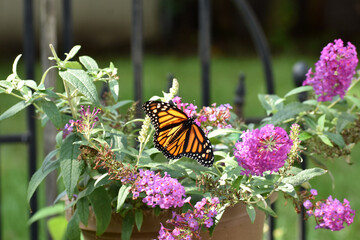 Female monarch on butterfly bush