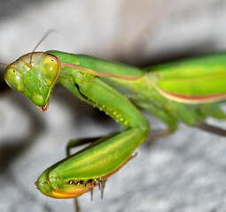 The European mantis (Mantis religiosa) is a large hemimetabolic insect in the family of the Mantidae ('mantids'), which is the largest family of the order Mantodea (mantises).