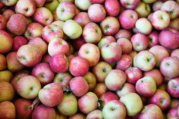 A large number of fresh  apples ready for market after being picked in a Washington State orchard