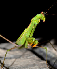 The European mantis (Mantis religiosa) is a large hemimetabolic insect in the family of the Mantidae ('mantids'), which is the largest family of the order Mantodea (mantises).