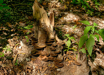 Fungi on dry tree trunks. 