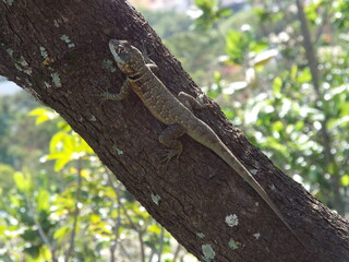Reptil