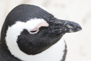 Pinguinkopf Nahaufnahme