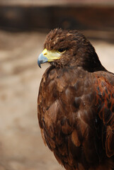 ÁGUILA