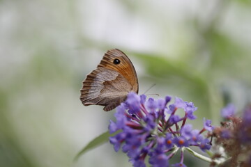 Schmetterling