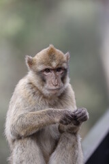 Obraz premium Affenjunges