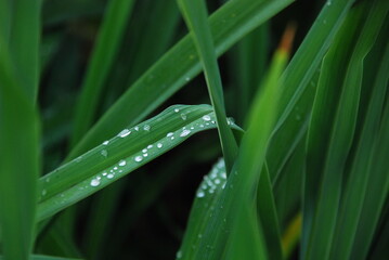 HOJAS CUBIERTAS DE ROCÍO