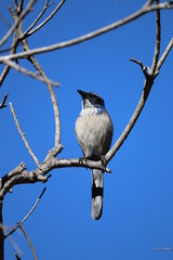 Scrub Jay