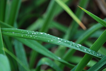 HOJAS CUBIERTAS DE ROCÍO