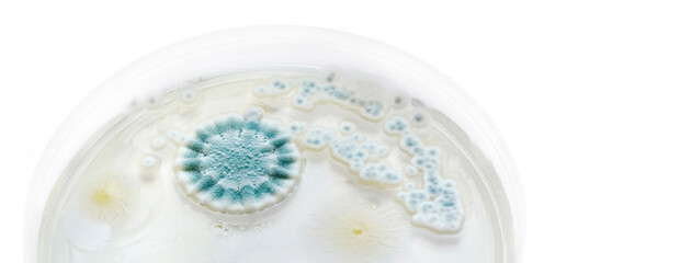 Fototapeta na wymiar Mold bacteria growth in a petri dish closeup on white