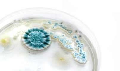 Fototapeta na wymiar Mold bacteria growth in a petri dish closeup on white