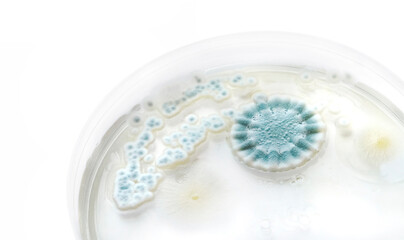 Mold bacteria growth in a petri dish closeup on white