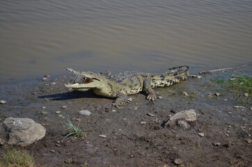 cocodrilo