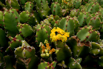 Precioso macro de cactus