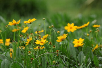 yellow flowers in the garden