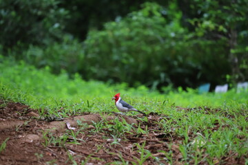 Red Crested Cardinal