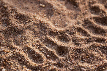 Animal footprints in soil in South African game reserve