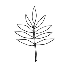Vector hand drawn doodle sketch leaf isolated on white background