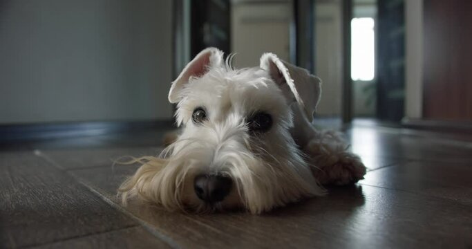 Sad beauty white miniature Schnauzer terrier dog lying on the floor. Sadly putting head on the floor. Beauty sad dog portrait. Home alone. Expressive emotion of dog sadness and loneliness. Cute face