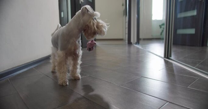 Funny beauty white, silver miniature schnauzer terrier dog play with a toy. Looking itself to the mirror with a toy in the mouth. At home