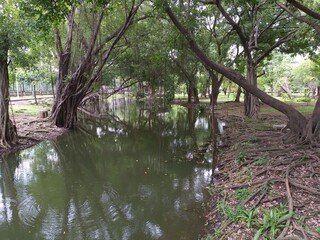 banyan tree in nature garden