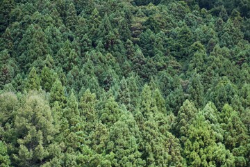 杉林・針葉樹（東北）
