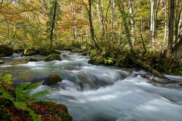 晩秋の奥入瀬渓流の急流と紅葉のコラボ情景＠青森