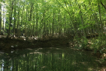 新潟県十日町のぶなの美人林