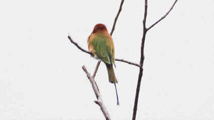 oil paint colorful macaw and white background.