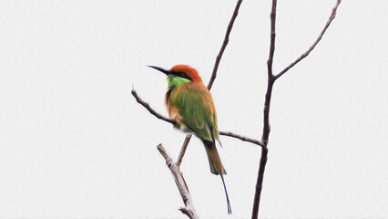 oil paint colorful macaw and white background.