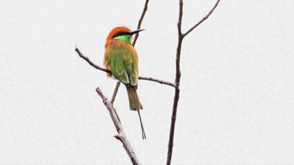 oil paint colorful macaw and white background.
