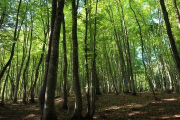 Obraz premium 新潟県十日町の美人林