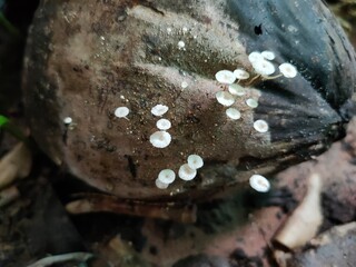 mushroom in the forest