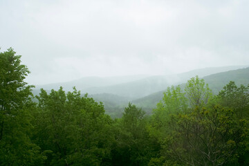 Fototapeta na wymiar Forested valley on a misty, overcast day. Focus on dense foliage in the foreground. The sky begins to lighten over the rolling hills behind, giving a hopeful view. Copy space.