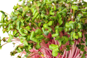 Fresh micro green on white background, closeup