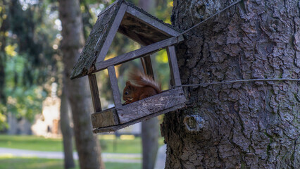 A ginger squirrel looks out from a feeder hanging on a tree in a city park. Animal concept.