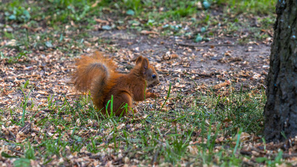 Cute little Eurasian red squirrel standing on a green forest lawn, close-up. Summer landscape. Animal concept.