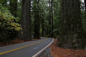 Road through redwood forest