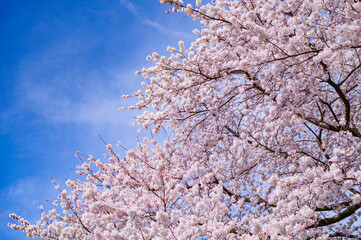 満開の桜