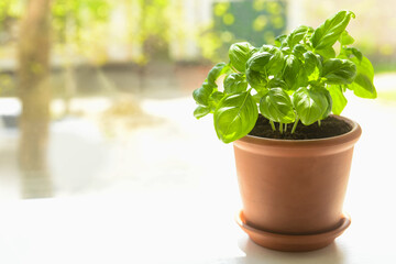 Fresh basil in pot on windowsill