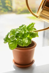Watering can with fresh basil in pot on windowsill