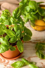 Fresh basil in pot on wooden background