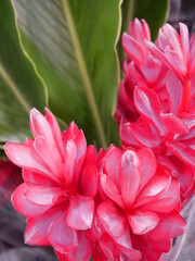 Fototapeta premium pink flower