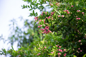 Close-up fresh mango yawn lime booing or Bengal currant, Christ thorn or carunda or karonda sour fruit in Thailand.