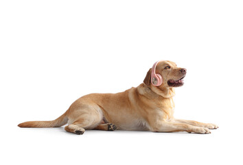 Cute dog with headphones on white background