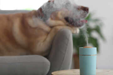 Cute dog in room with modern humidifier