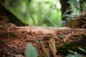 moss in the forest