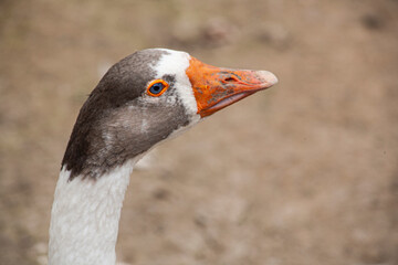 portrait of a goose
